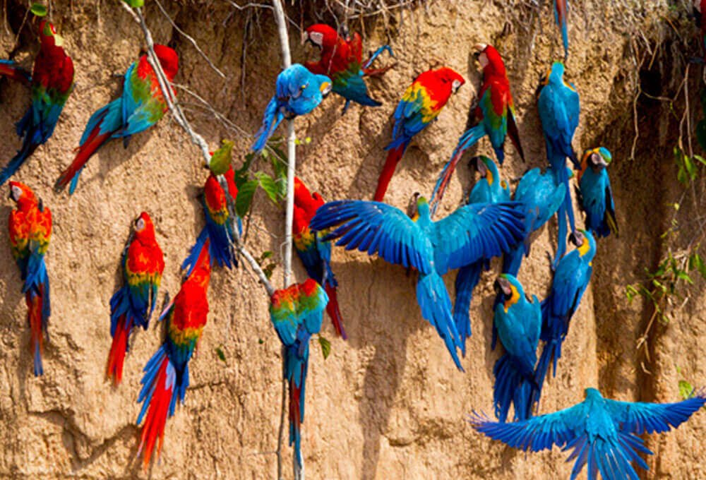 colpa guacamayos machu picchu viajes peru