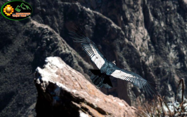 condor en cañon de colca
