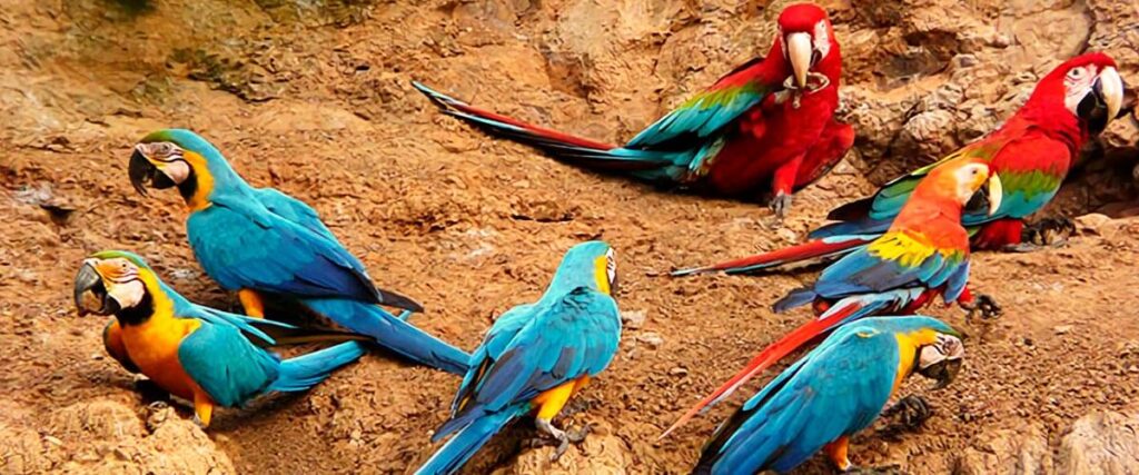 What to do in Peru - manu tours manu tours