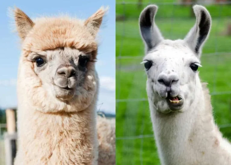 difference between llama and alpaca