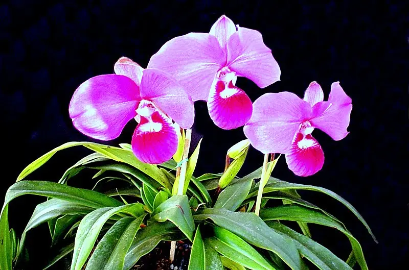 orquidea en paracas ica