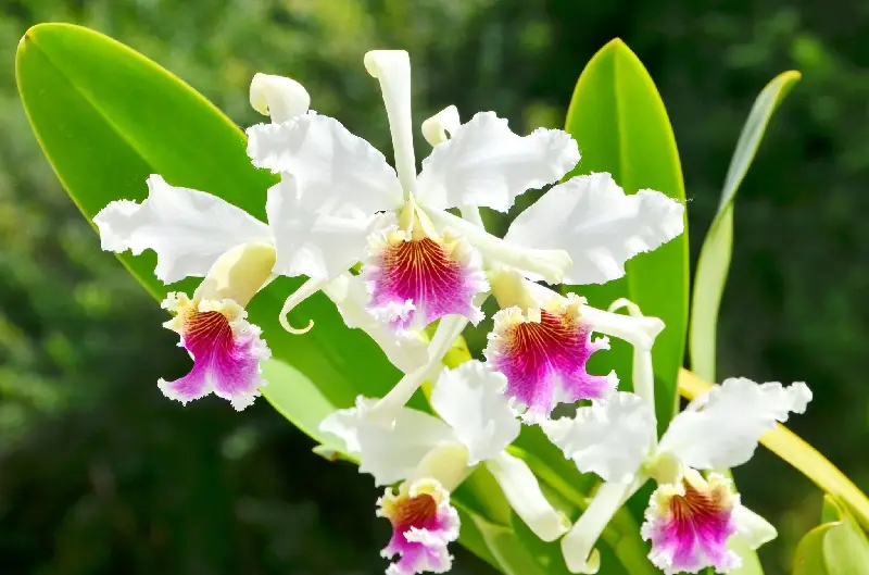 orquideas en paracas