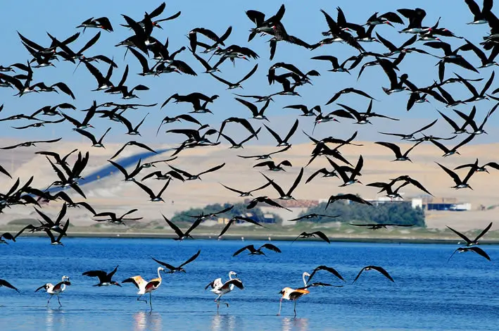 paracas-national-reserve-image-top