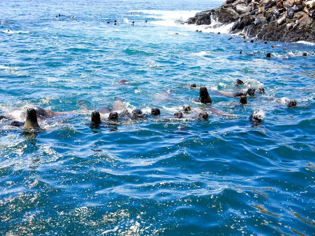 Islas Palomino: Nadar con lobos marinos en el Callao (Tours y Precios) - Lobos Marinos en el Agua Lobos marinos