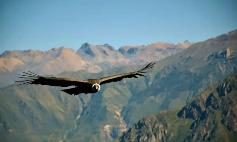 Colca Canyon