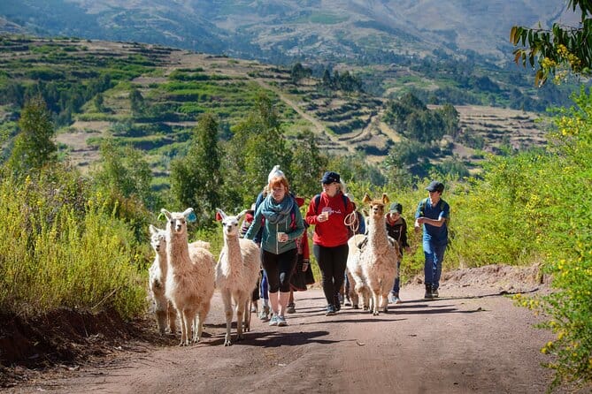Pastoreo de alpacas y llamas  en el Valle Sagrado
