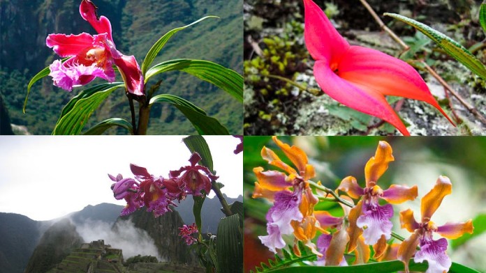 Inca Trail rules, permits, requirements, and prohibitions - flora en Camino Inca flora