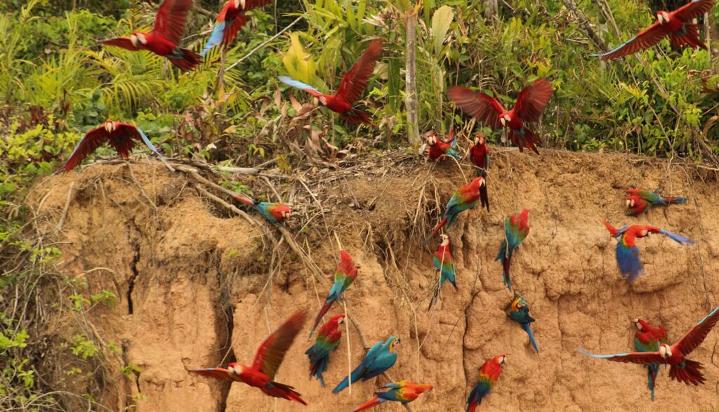 Inkaterra Amazon Reserve – 5-Day Tour Tambopata